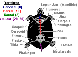 Box turtle anatomy