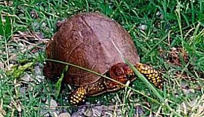 A Male Eastern Box Turtle has more colorful legs