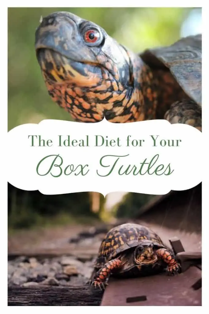 A balanced box turtle diet consists of 50% proteins, 30% vegetables, 10% leafy greens and 10% fruits. Learn what to feed your box turtle and what not to feed.