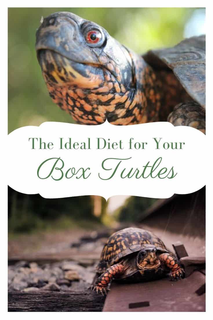 What do Box Turtles Eat? Box Turtle Site