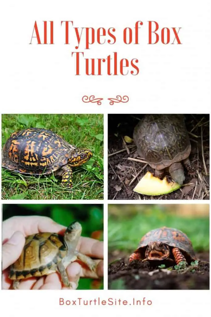 An overview of all species of box turtles. Eastern, Ornate, Florida, Asian, Mexican, Coahilan box turtle and more species. All types of box turtles in an overview