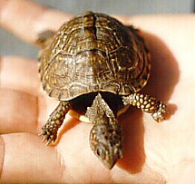 Baby Eastern box turtle