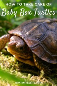 From Egg to Baby Box Turtle - Breeding Tips and Tricks - Box Turtle Site