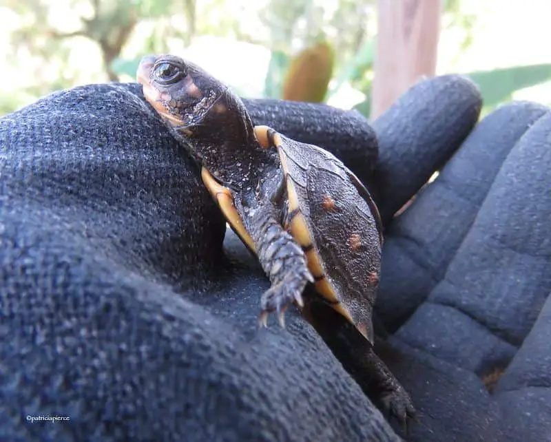 A baby eastern box turtle