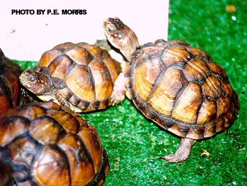 Three Box Turtle Hatchlings