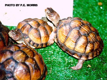 Box Turtles in Popular Culture