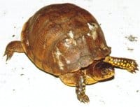 Box Turtle Shell Rot