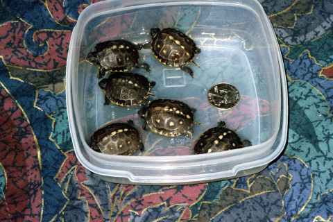 Bebés de tortuga de caja