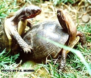 Mating box turtle couple | Information about box turtle breeding