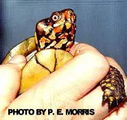 Box turtle diseases - lumps on cheeks