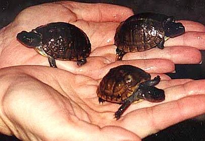 Box turtle hatchlings