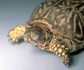 Box turtle health issues - swollen and closed eyes