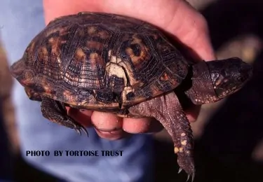 Box turtle health shell cracked