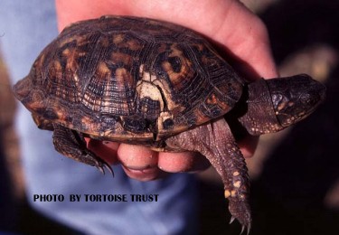 Pin on Aquatic Turtle Medical Issues