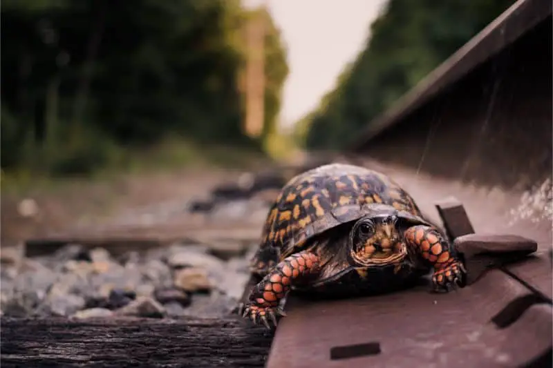 Box turtle on train tracks