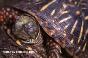 Box turtle with swollen eyes