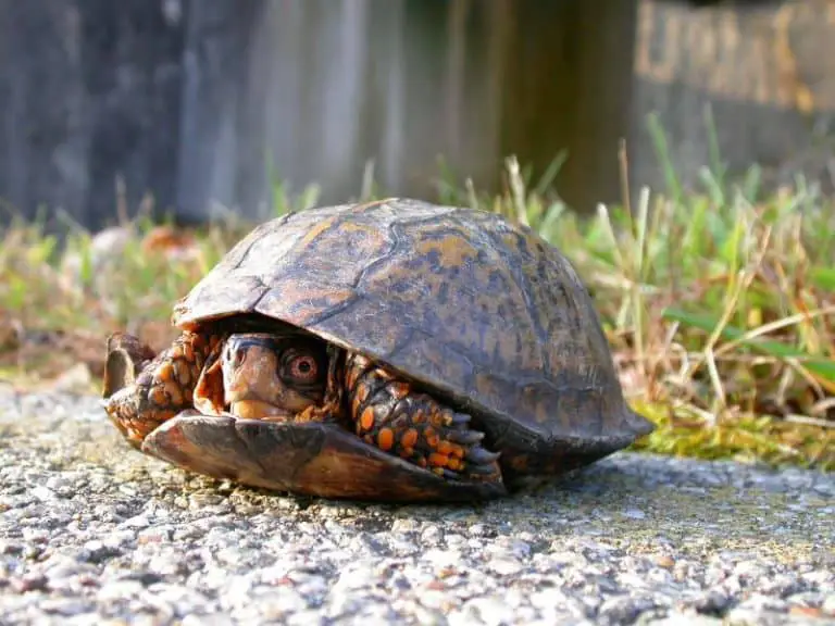 What is the Best Turtle as Pet? - Box Turtle Site