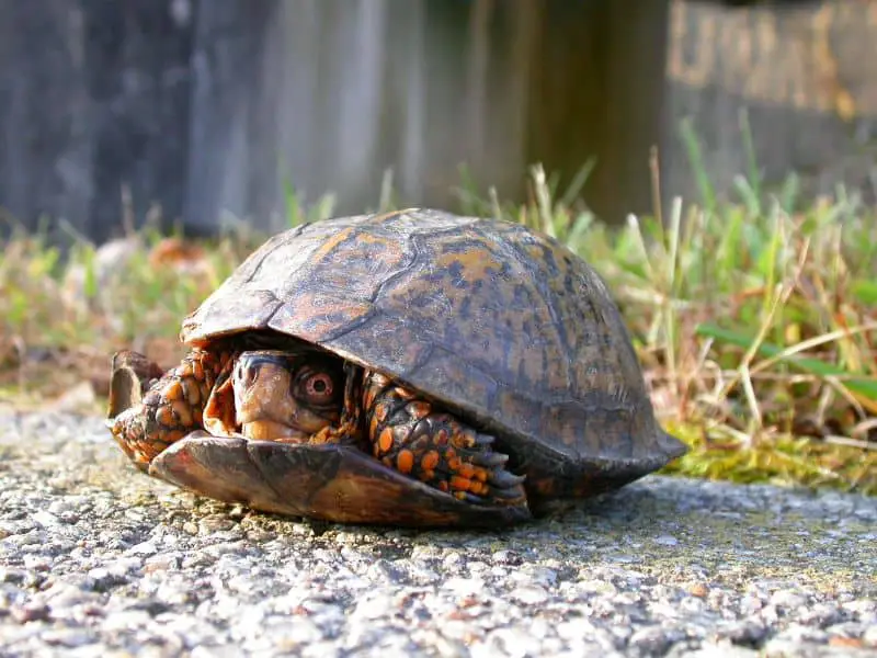 Box turtles can retract their entire body into their shell