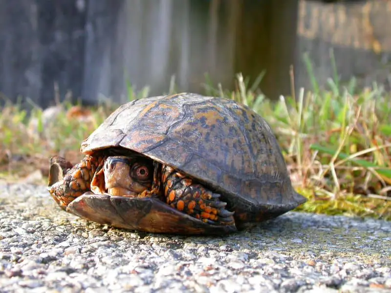 Funny names for pet turtles - peek-a-boo