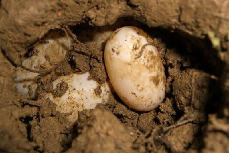 Breeding Box Turtles - Eastern box turtle eggs