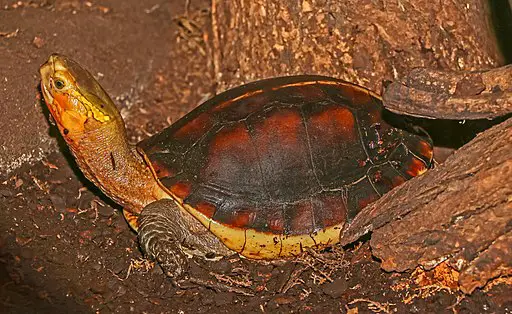 Cuora flavomarginata Chinese box turtle