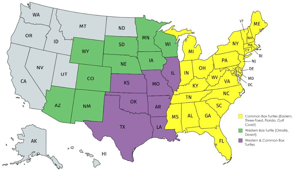 Distribution of box turtle species in the US