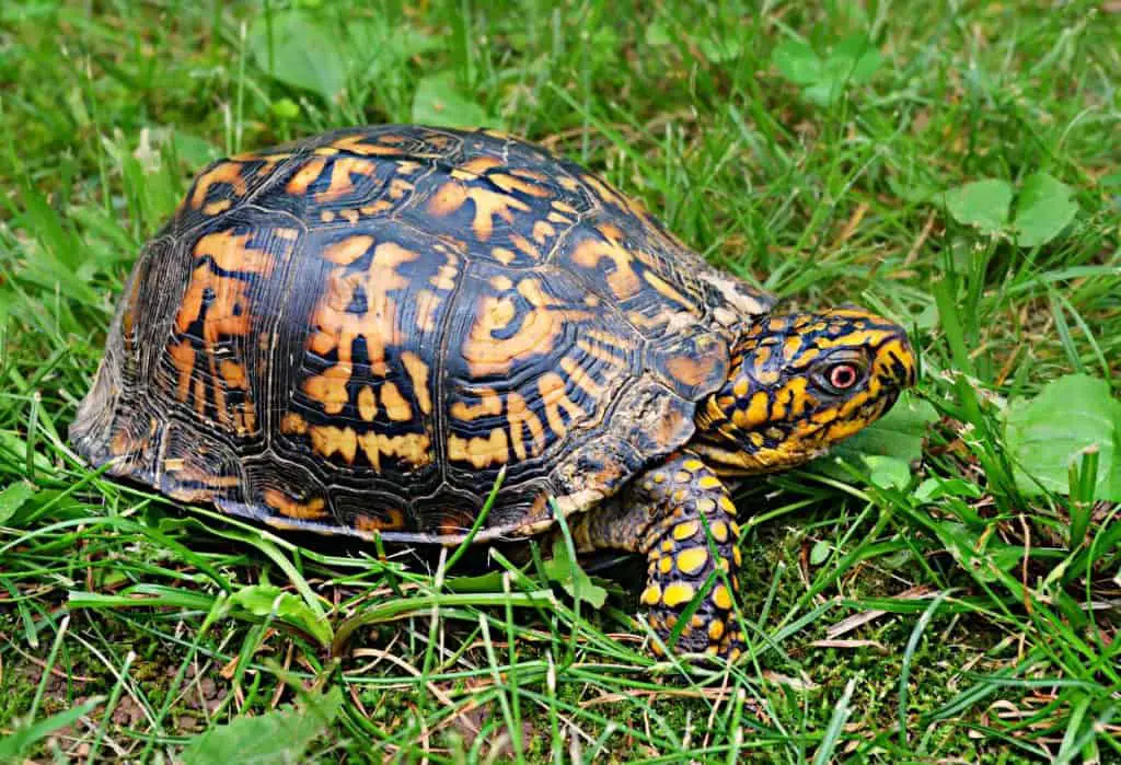 female eastern box turtle