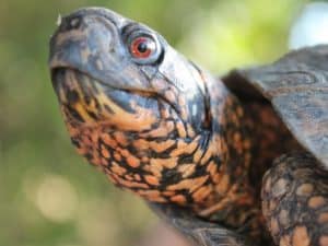 Box Turtle Care and Conservation Website - Box Turtle Site