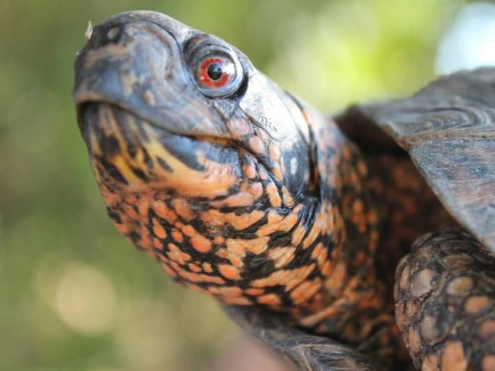  Face de la tortue-boîte de l'Est 