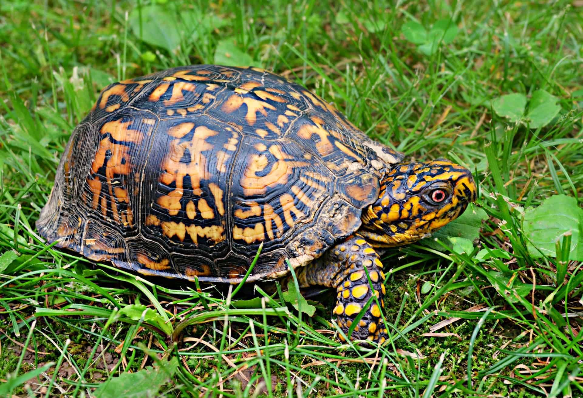 Eastern Box Turtle – Care Tips and Facts