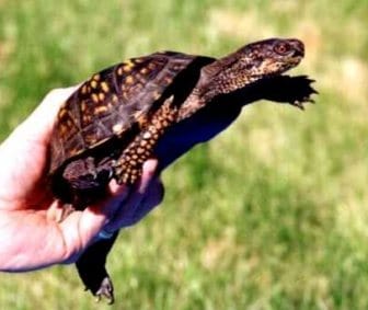 Box Turtle sanasto ja tekniset termit kansikuva