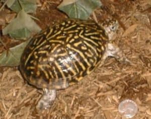 Is my box turtle male or female? Tips on how to tell the sex of a ...