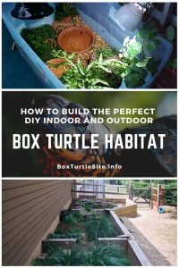 The Ultimate Guide on How to Build an Indoor and Outdoor Box Turtle ...