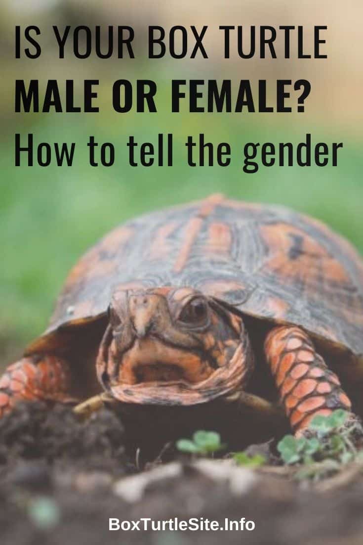 Is My Box Turtle Male Or Female Tips On How To Tell The Sex Of A Turtle Box Turtle Site 