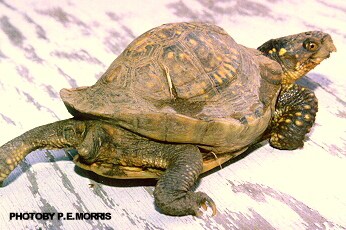 Irregular shell growth - box turtle diseases