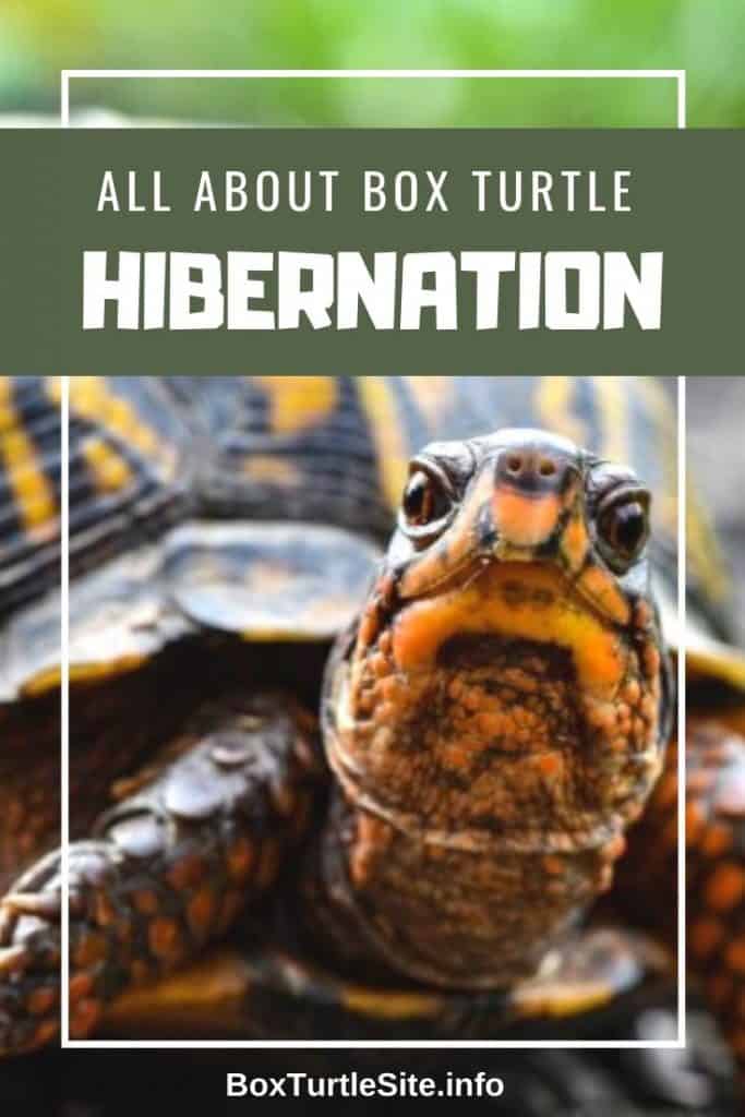 Learn all you need to know about box turtle hibernation. How to prepare a box turtle for hibernation and how to build a box turtle hibernation box