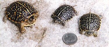 Ornate Desert box turtle babies