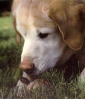 Petey the three-toed box turtle and the dog