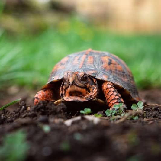 Box Turtle Health Care and Common Diseases