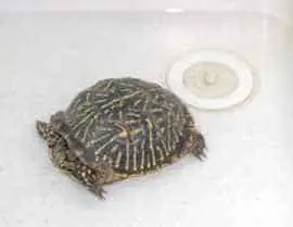 Soaking box turtle in water before hibernation