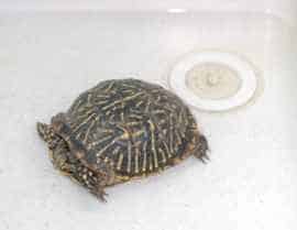 Soaking box turtle in water before hibernation