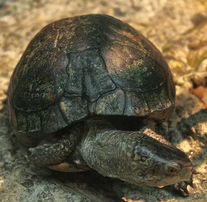 Terrapene Coahuila - Coahuilan box turtle