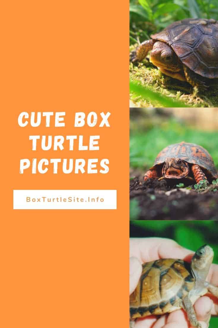 Cute Pictures of Box Turtles - Box Turtle Site