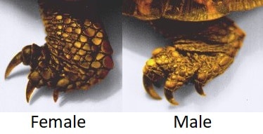 The foot of a female and male box turtle