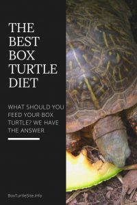 What do Box Turtles Eat? - Box Turtle Site