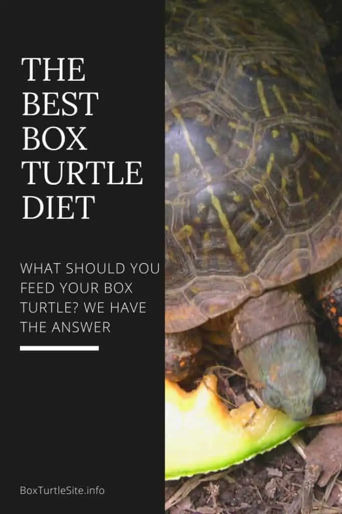 The ideal box turtle food guide. What does a box turtle eat - here you will learn everything you need to know about the box turtle diet. A box turtle food list with vitamins and more