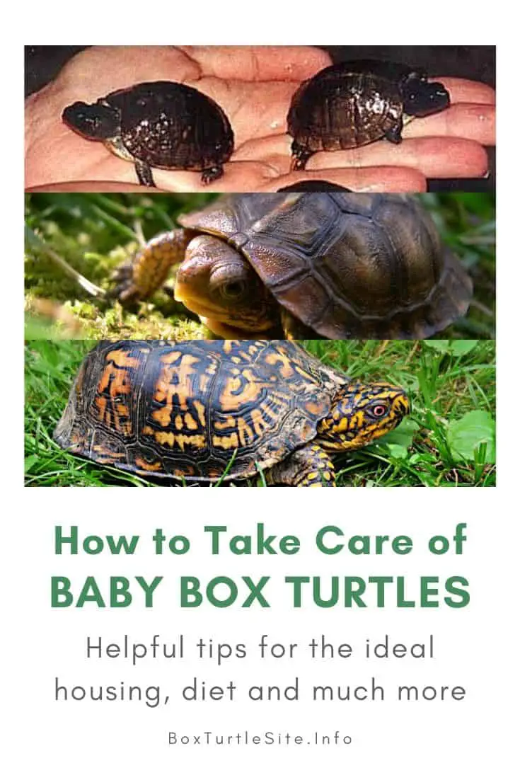 From Egg to Baby Box Turtle - Breeding Tips and Tricks - Box Turtle Site