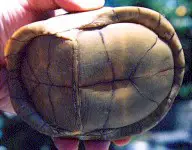 The plastron of a male box turtle has a slight depression