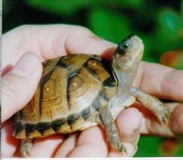 Three-toed baby box turtle