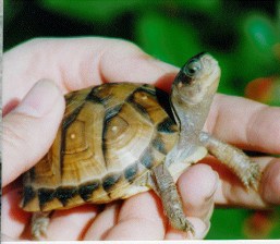 Tre-toed baby box turtle 